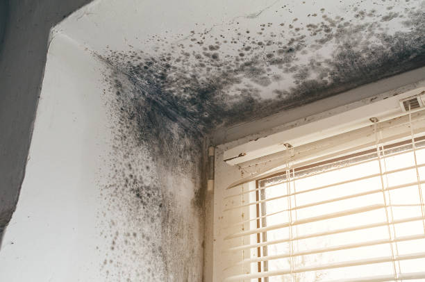 Affordable Mold Removal solutions in Mount Airy, NC